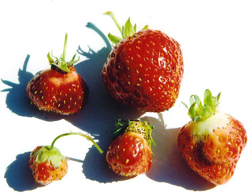 Poor pollination strawberries
